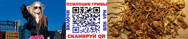 Псилоцибиновые грибы Psilocybe  купить закладку  Сясьстрой 